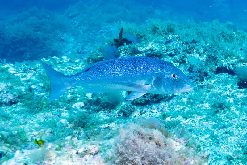 Common dentex (Dentex dentex) in side view