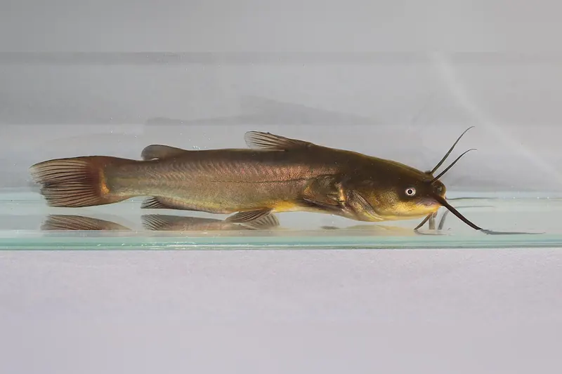 Black bullhead (Ameiurus melas) in side view